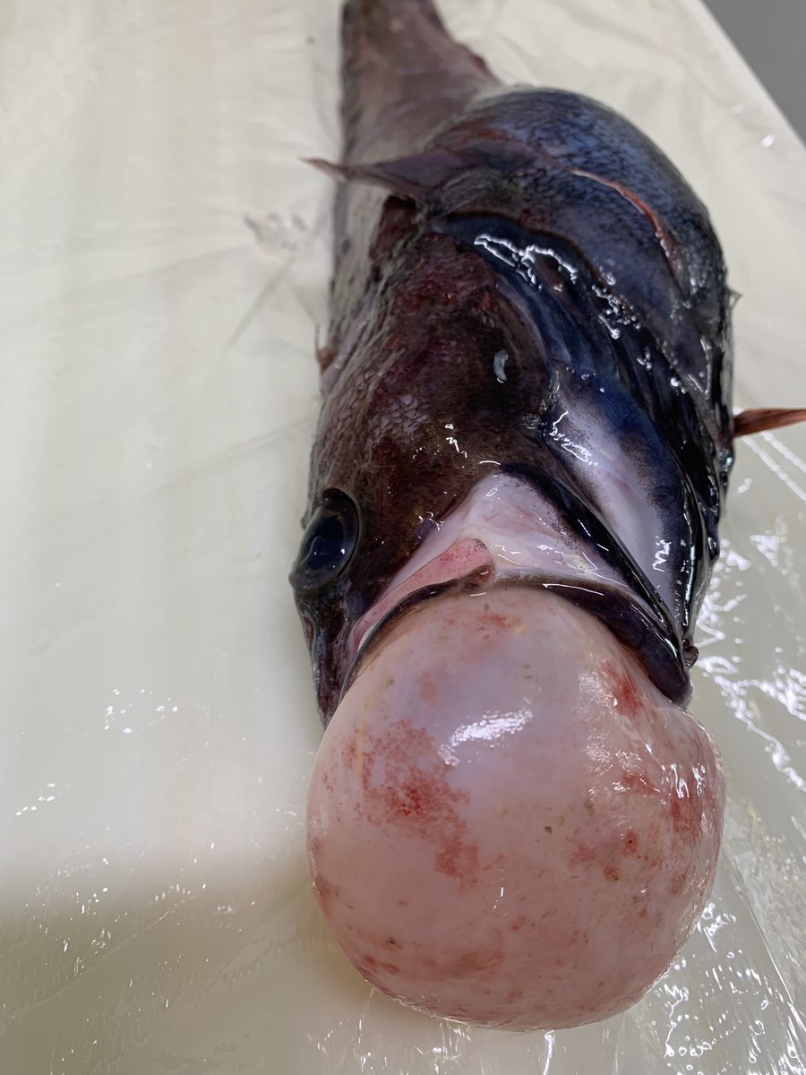 お魚の名前分かるかな❓🤣