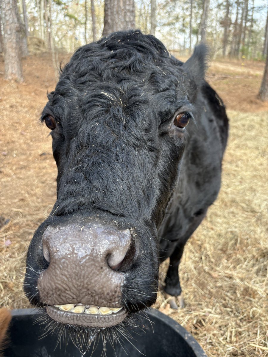 sovernTranch's tweet photo. I’ve had a few people message me asking if I vaccinate my calves/sheep/goats

I do not

My objective is to build a parasite resistant, vaccine free herd that thrives in a forage based system without grain https://t.co/1UGsNznYdI