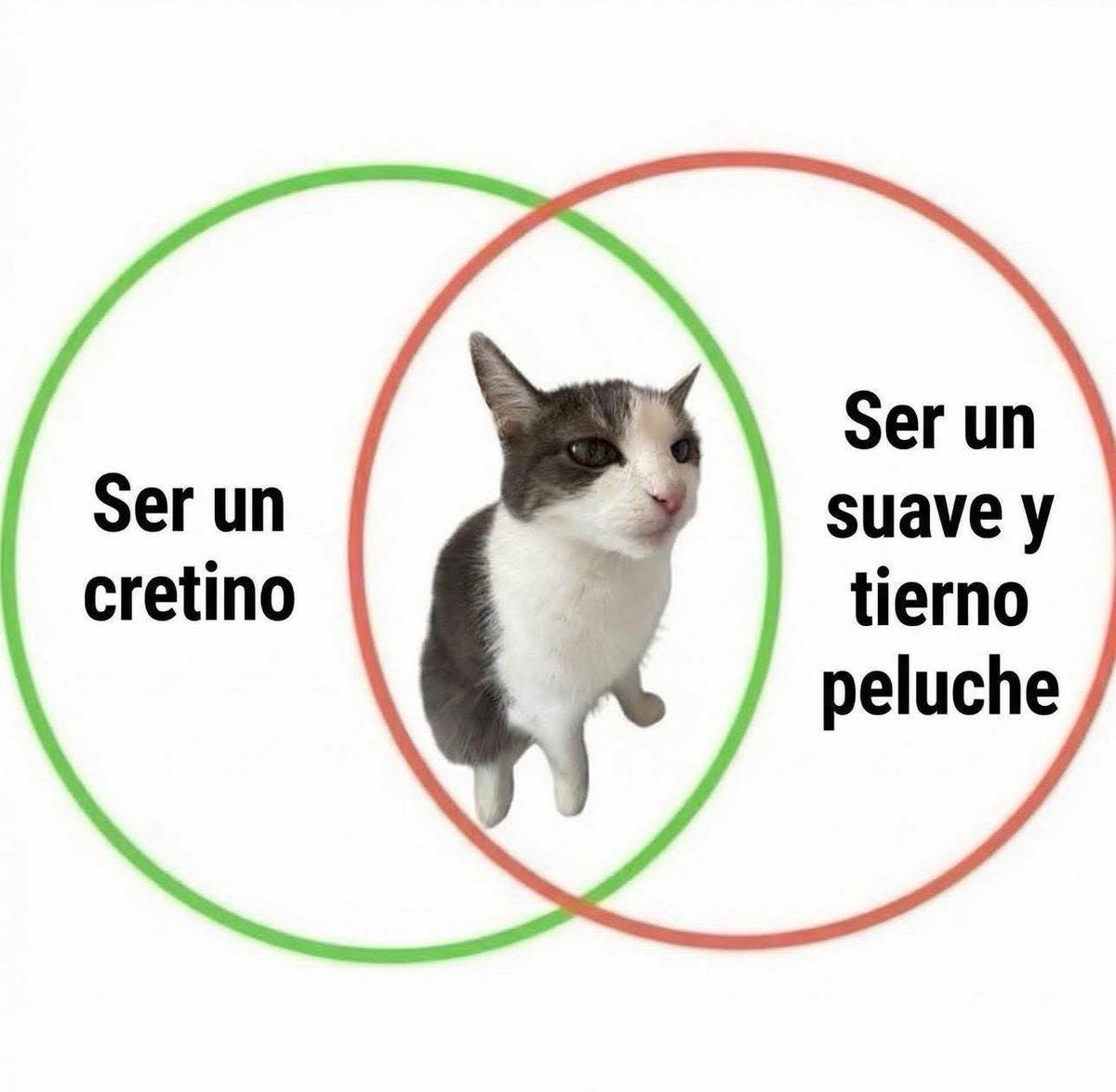 Dilo con gatitoz (@dilocongatitoz) on Twitter photo 