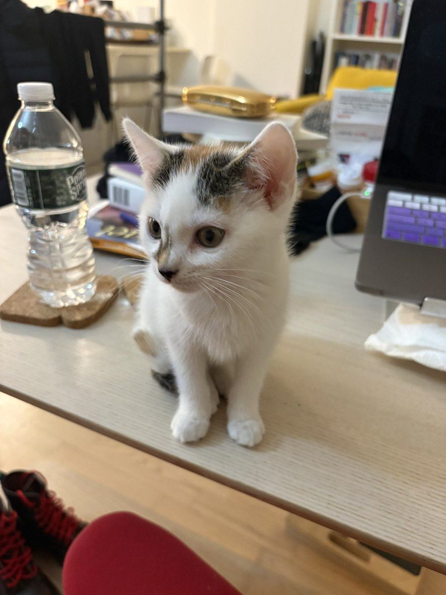 A.V. Marraccini tweet media