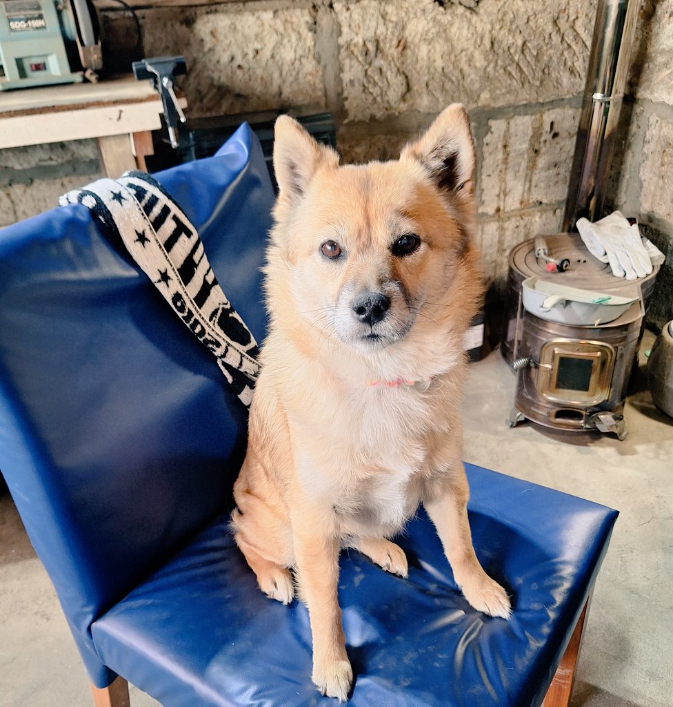 おとうしゃんの趣味部屋にて💺