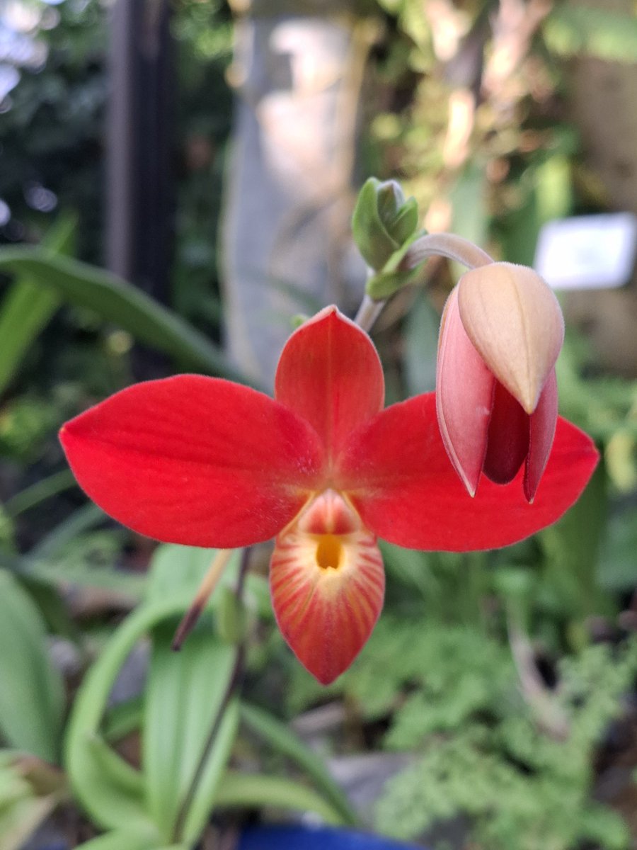 ﾌﾗｸﾞﾐﾍﾟﾃﾞｨｳﾑ