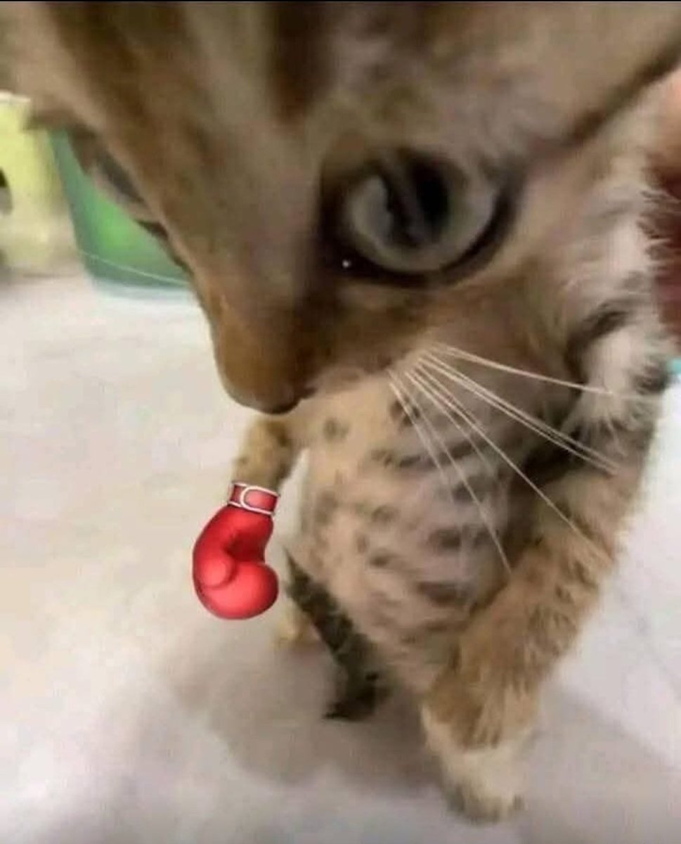 Gauthuss 🧛🌷 tweet media