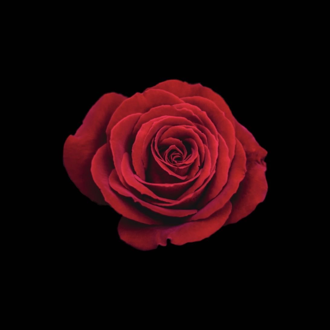 𝐀𝐍𝐍𝐀 ☆*:・゚ tweet media