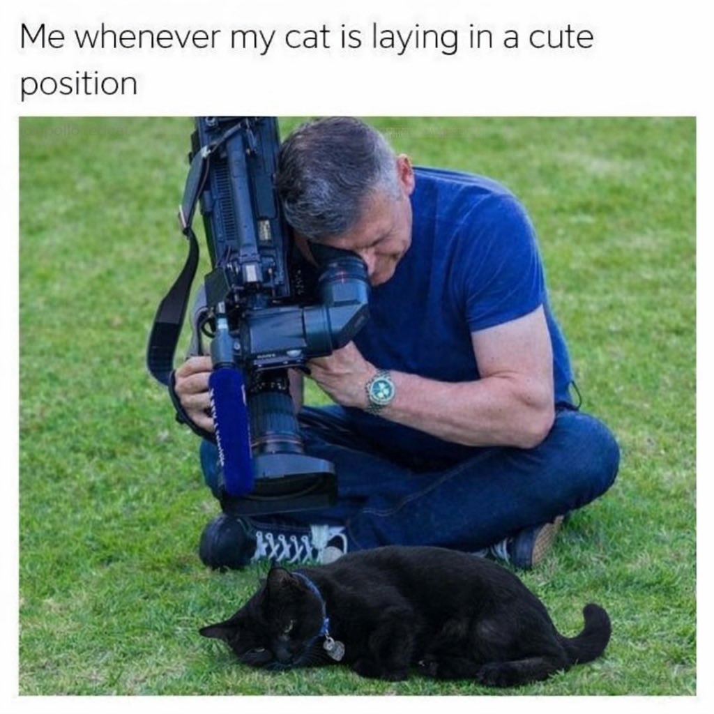 NoCatsNoLife_m's tweet photo. https://t.co/NonXCHtN4e