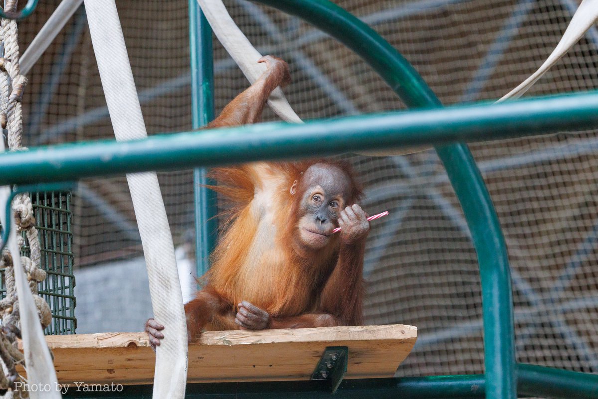 ろみ🐵 (@RomieSaru) / Posts / X