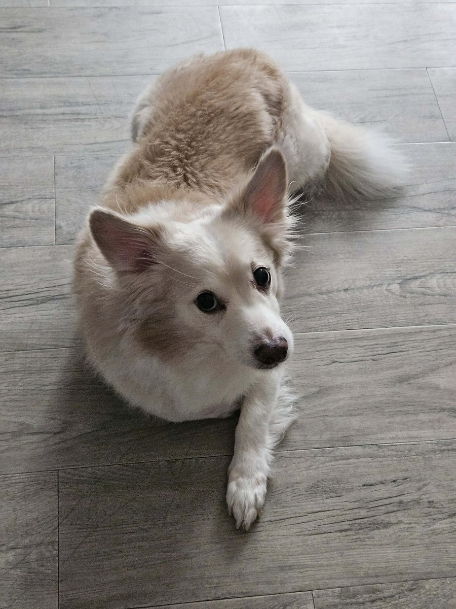 Mukha daw corgi 😆 🤣 

#MyDOugieLove
<a href="/nia_6js/">Nia 🌻🫶</a> <a href="/anafabsss/">liezlfabs</a> <a href="/pagezh/">Amity ☺️</a> <a href="/dudeFa1ken1/">♗œα♔♫⊙Ⴆσï◗ყç</a> <a href="/FhqJackie/">Emerald Jackie F. Carrington</a> <a href="/MiraXandz/">Xandz</a>