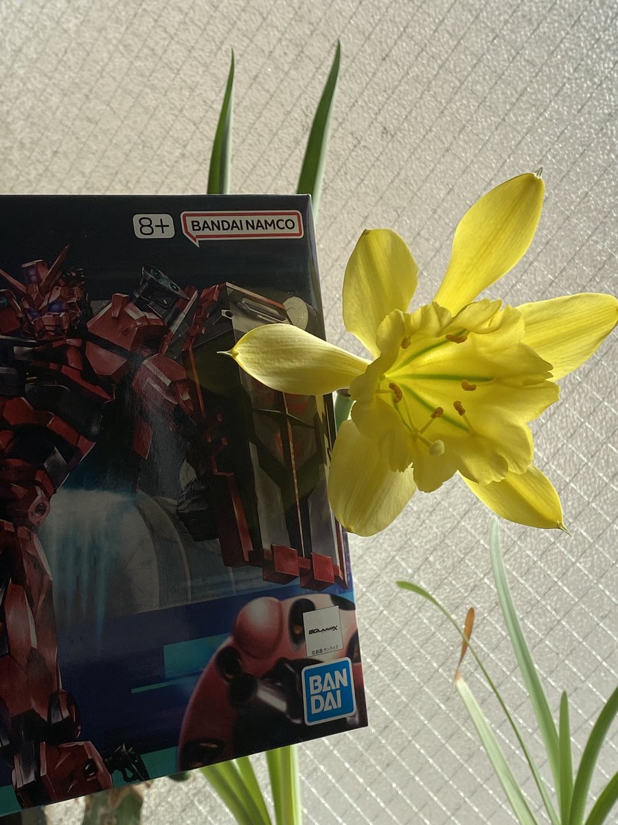 パラモンガイア Paramongaia weberbaueri 咲きました 世界三大球根