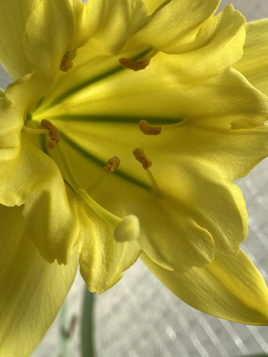 パラモンガイア Paramongaia weberbaueri 咲きました 世界三大球根