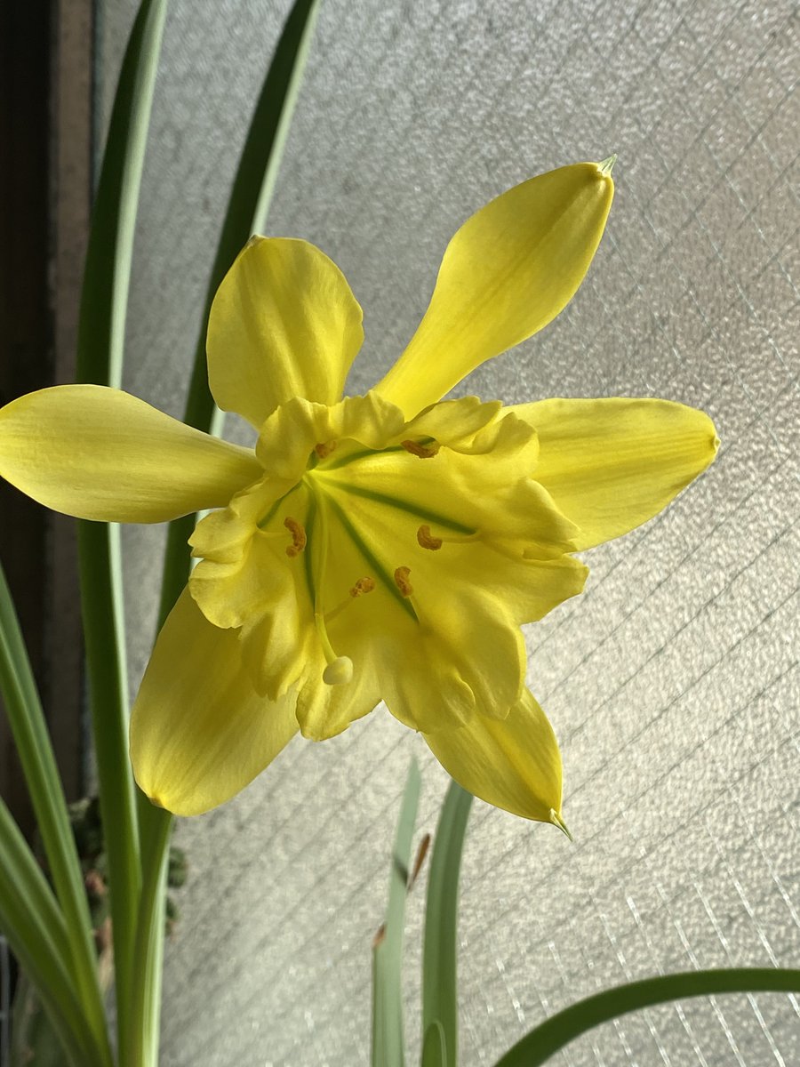 パラモンガイア Paramongaia weberbaueri 咲きました 世界三大球根