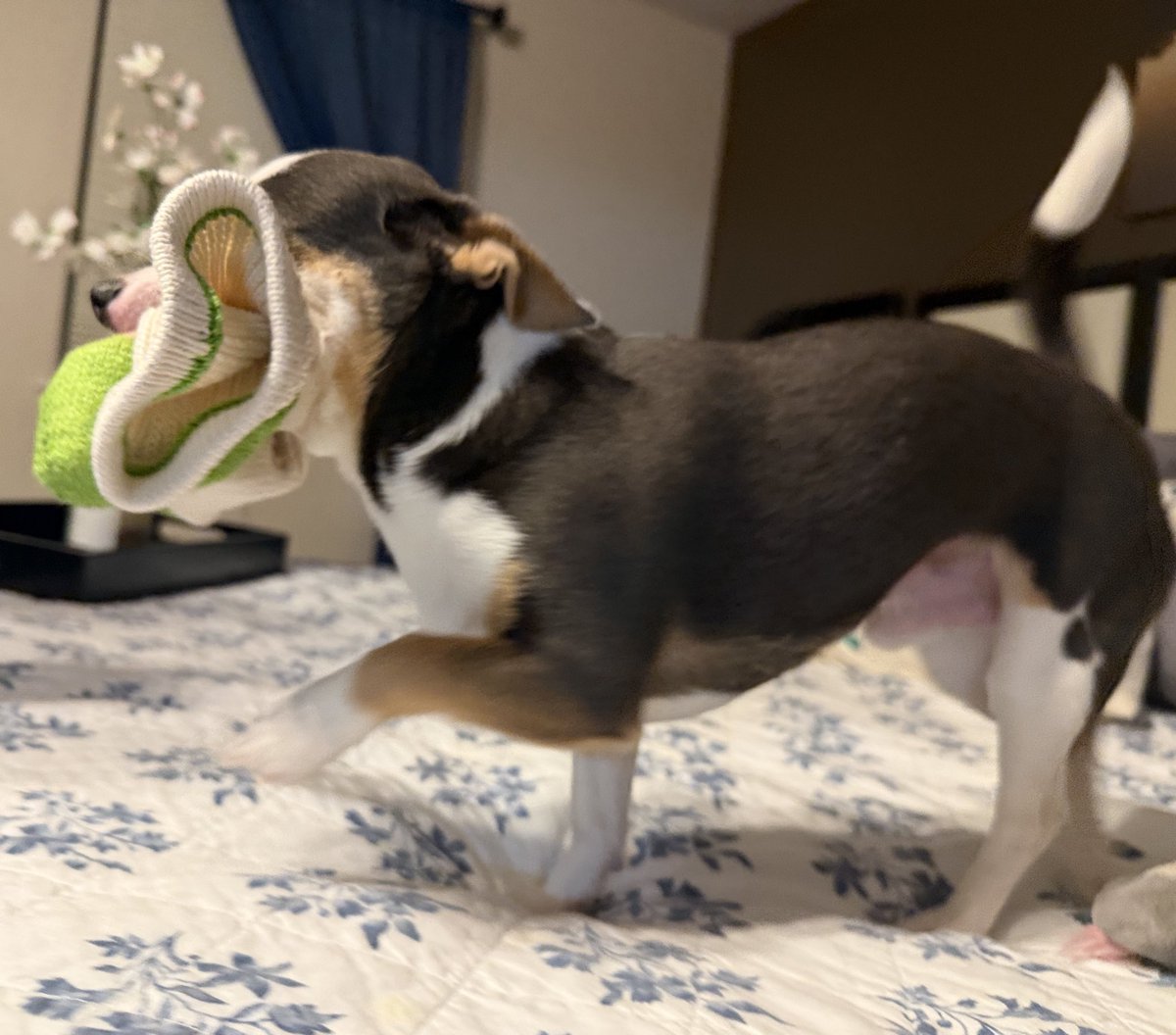 🏔The Ghost of BowTiedScapeGOAT tweet media