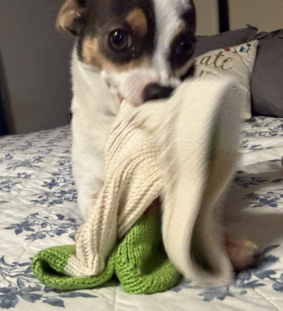 🏔The Ghost of BowTiedScapeGOAT tweet media