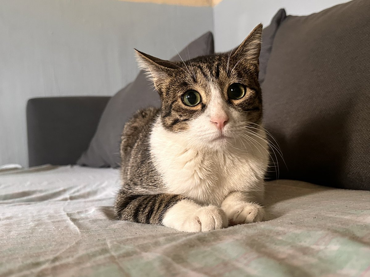 AraSempai's tweet photo. Por fin recuperé mi cuenta, les presento a mi bebé Teo🩵 https://t.co/YupuYaABbl