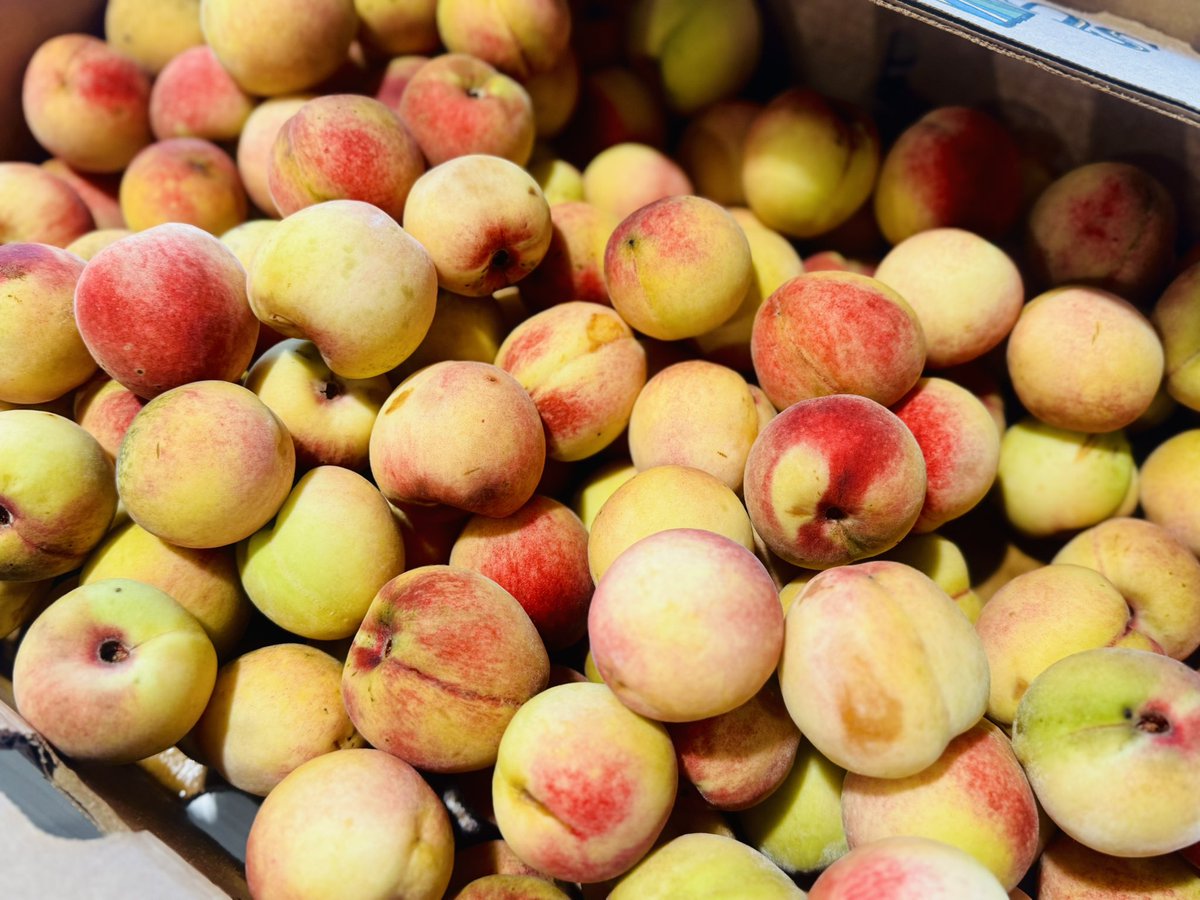 wavescider's tweet photo. Clear your calendars for Saturday, we are opening the tasting room for our Peach Cider Release Party!!

We’ll be open from 11am-8pm with the patio open, the game on, and Peach Cider available on draft and six packs! Come celebrate with us and tell us what you think 🥂 🍑 https://t.co/5euRHhqlTe