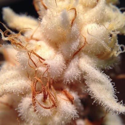 ELMER'S BUDD tweet media