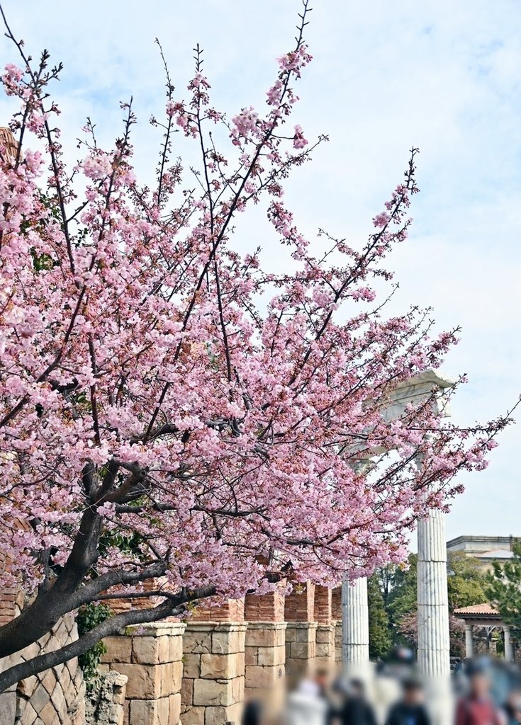 花と緑のTDRブログ_ユキヤナギ tweet media