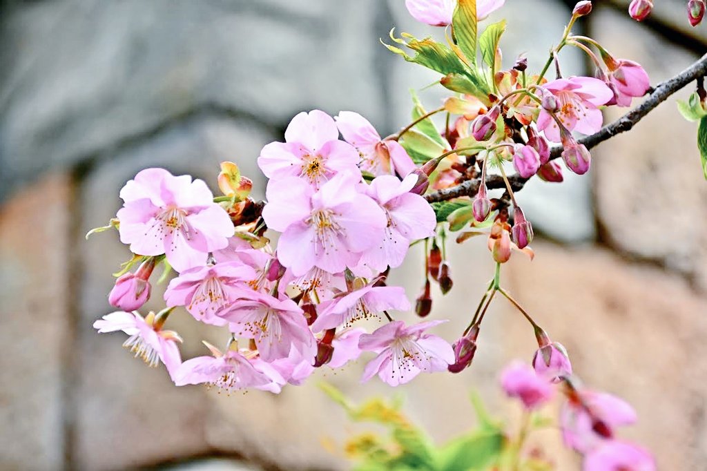 花と緑のTDRブログ_ユキヤナギ tweet media