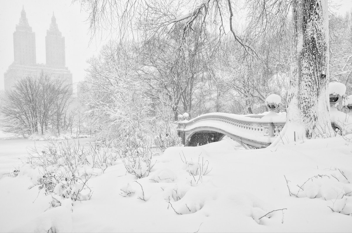 Central Park was frosty and lovely in the #blizzard today (pics: Bow Bridge, Pond at 59th St, Angel of the Waters at Bethesda Fountain, Lake with Bow Bridge). #NYC #NewYork #NewYorkCity #snow