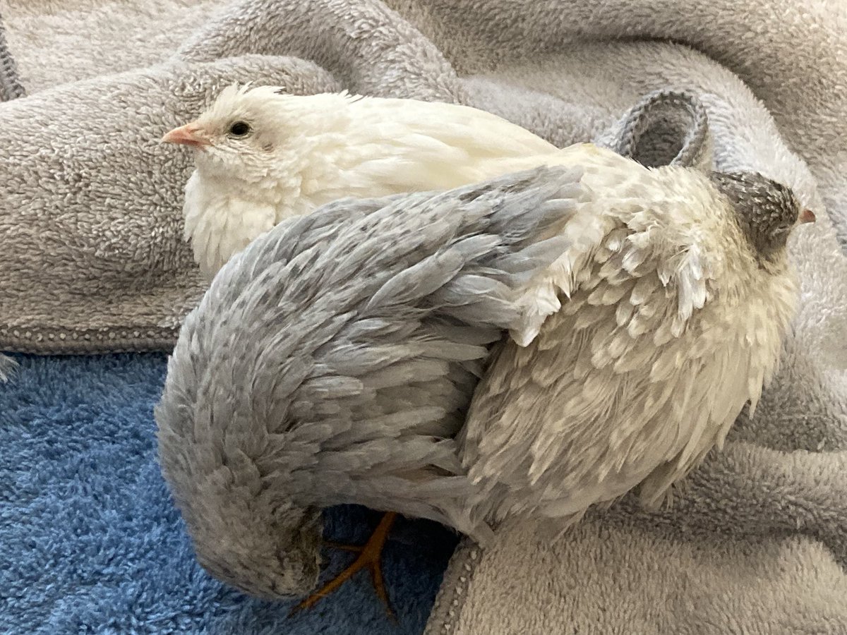 ポポチョロ🐦💨 (@1b4fc39ec9e04d3) / Posts / X