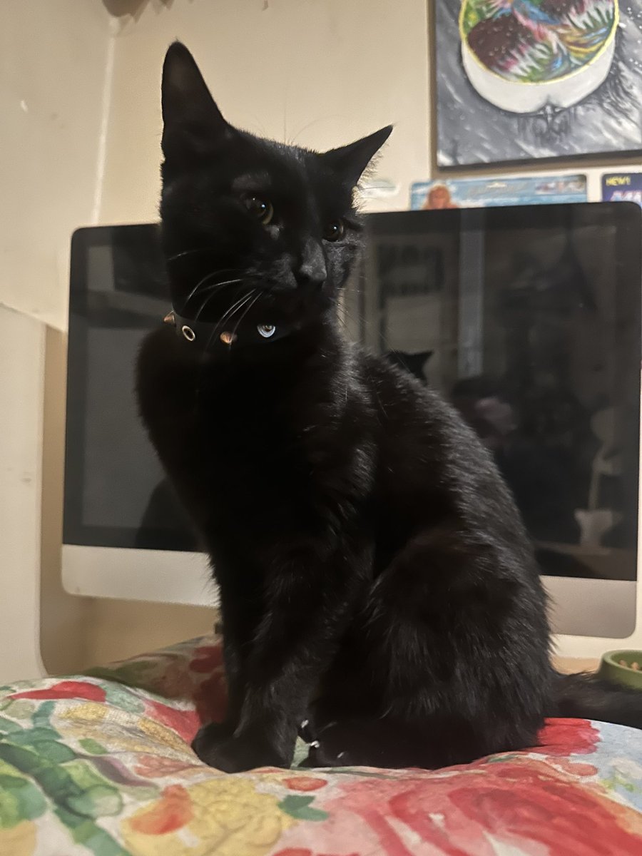 erhan paşa tweet media