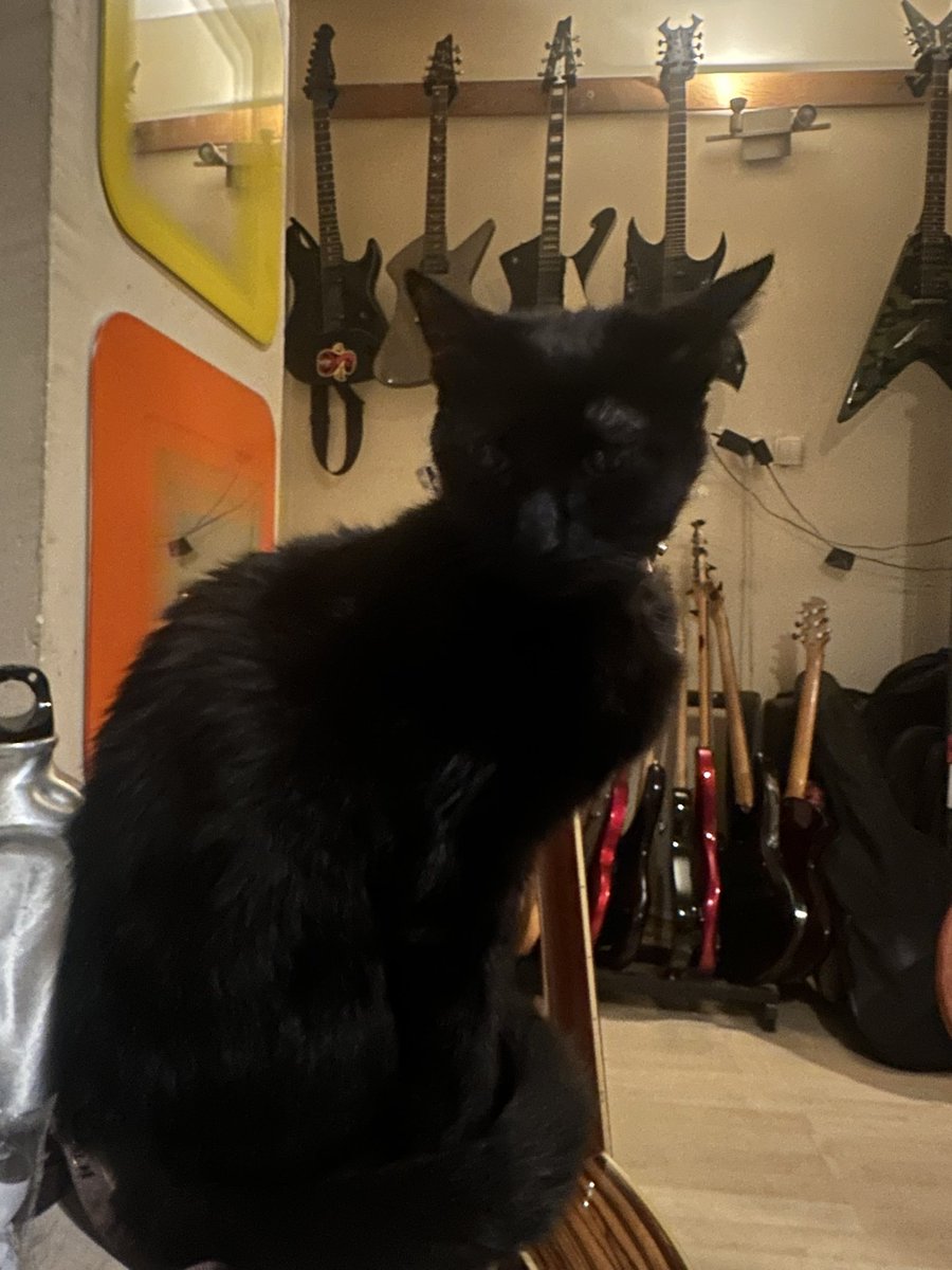 kedim pamuk kayıp. caferağa civarlarında olması kuvvetle muhtemel. normal şartlar altında 2 dk kaybolur gelirdi hemen, ama saatlerdir yok. zannedersem biri buldu ve aldı. lütfen yayınız.