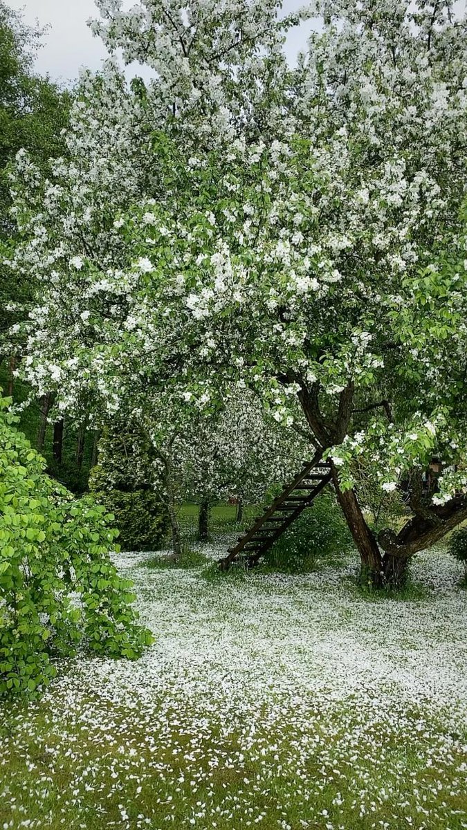 𝘢𝘦𝘴𝘵𝘩𝘦𝘵𝘪𝘤 𝘷𝘪𝘴𝘶𝘢𝘭𝘴 •°. *࿐ (@aestheticwabi) on Twitter photo 