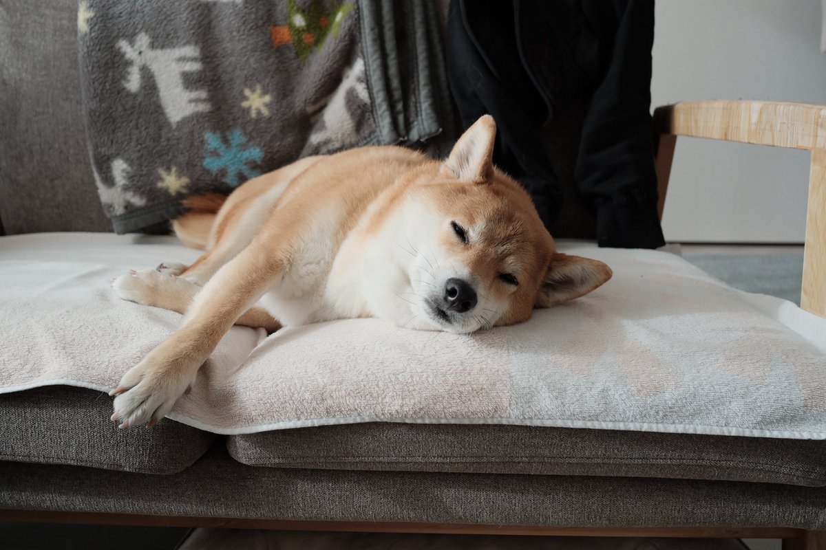 柴犬しばみ (@shibami_) / Posts / X