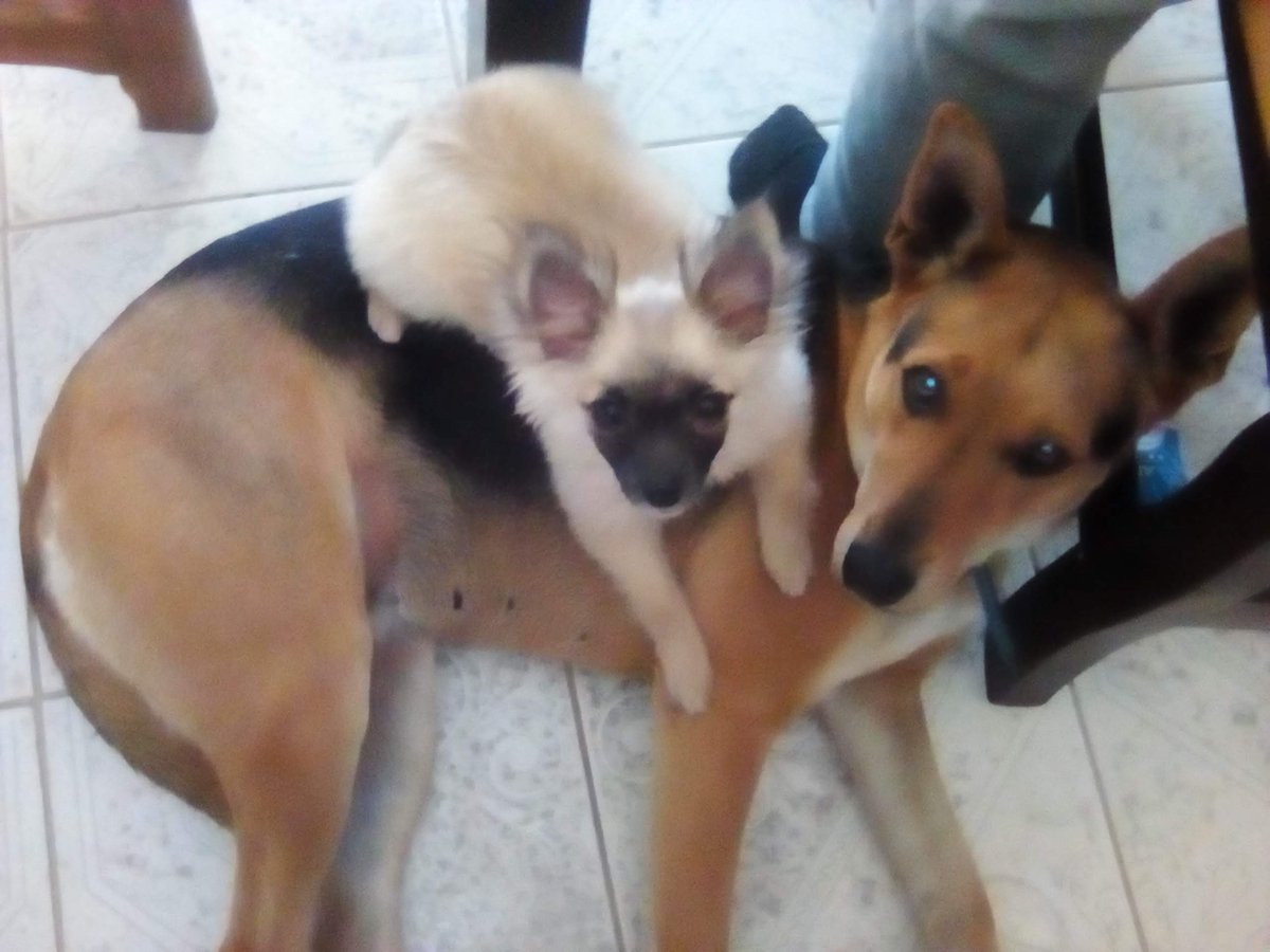 LEV Lolo tweet media