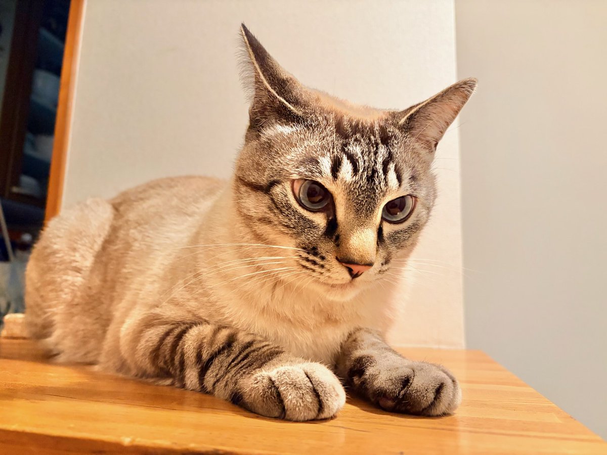 そら🐾 (@_sora0613_) / Posts / X