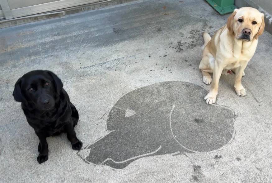 日本ライトハウス　盲導犬訓練所 tweet media