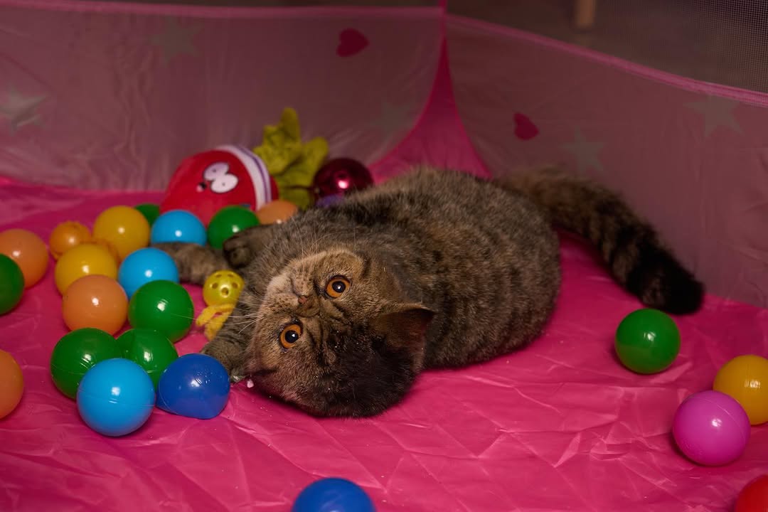 The pheeber ballpit #TeamPomato