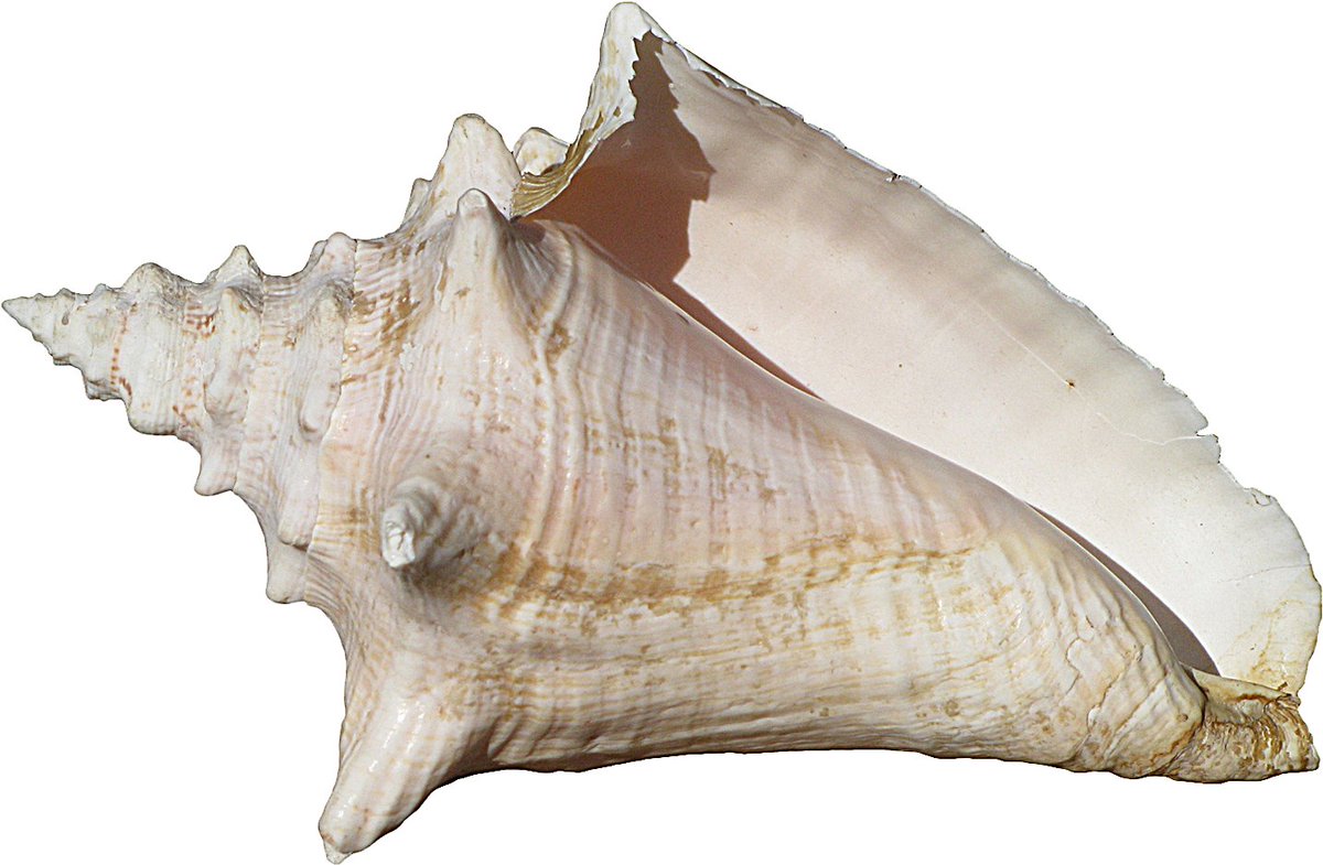 Speak into the Almighty Conch

What does it tell you?