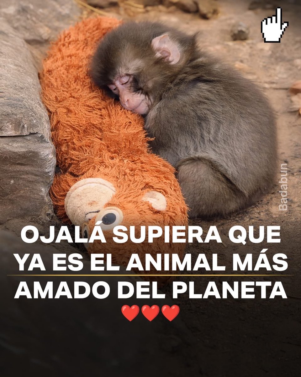 Awwww 🐒❤️