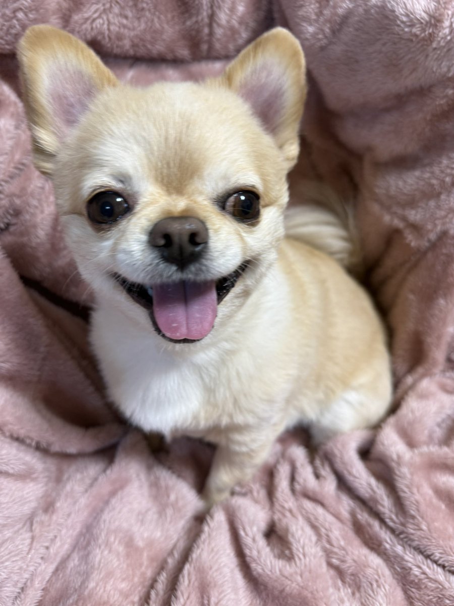 てん（６） tweet media