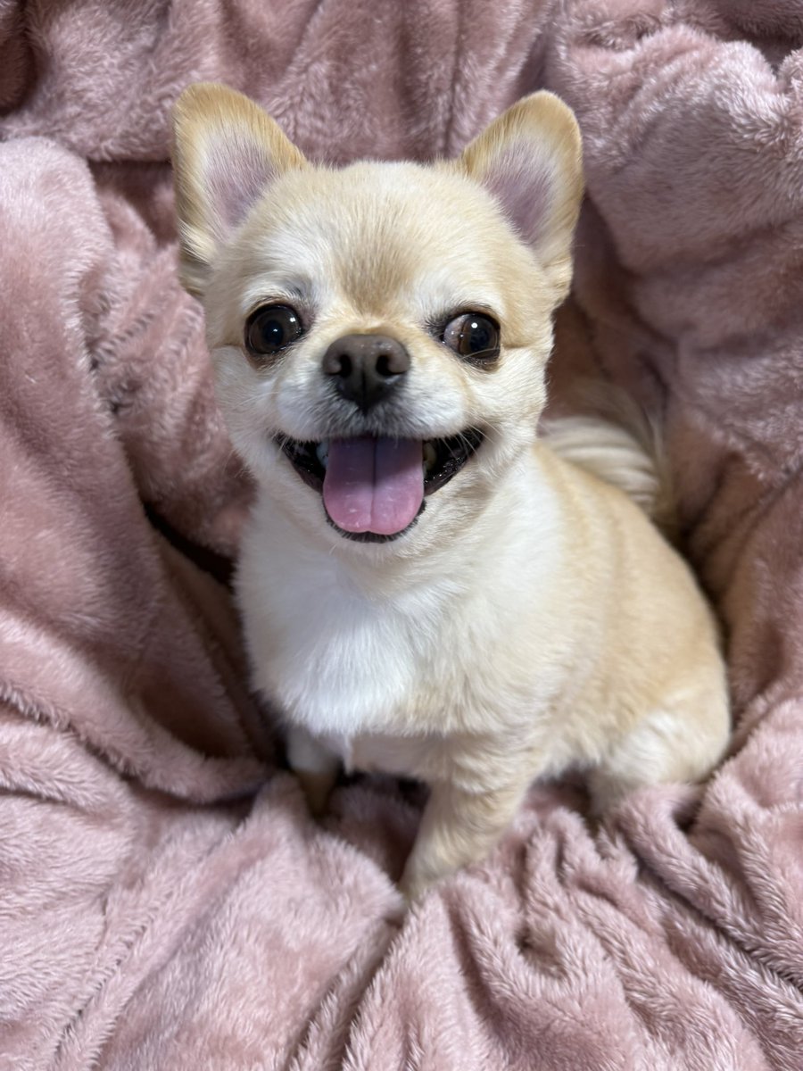 てん（６） tweet media