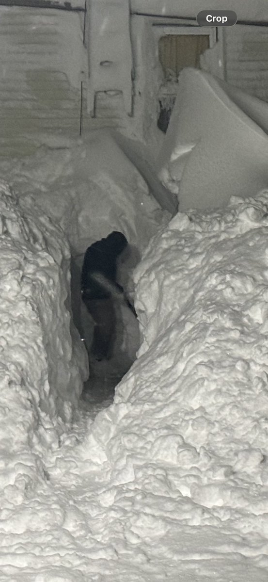 Joshua Allan tweet media