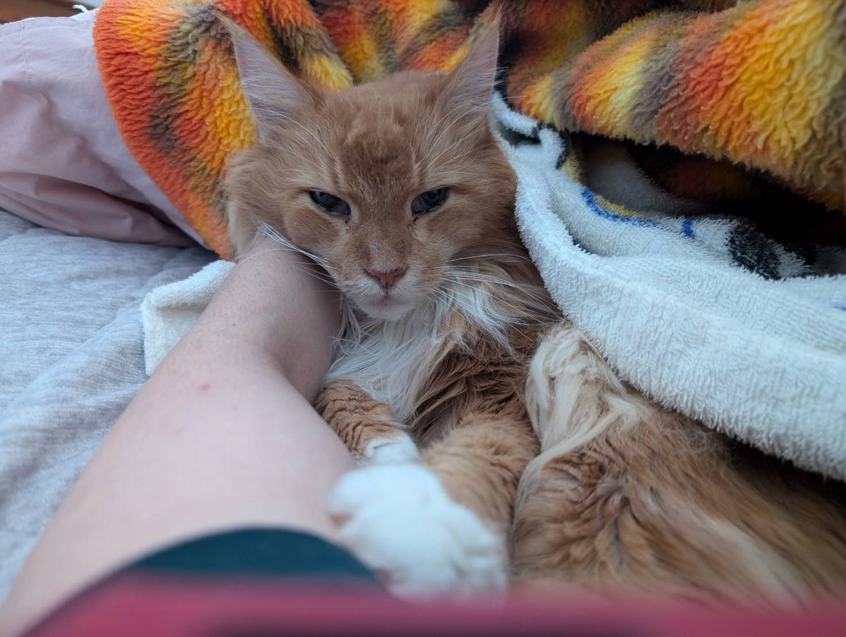そういえば一昨日、猫の日でしたね。お布団で私といちゃいちゃしている時のニャーニャです。

今は骨壷ニャーニャとして、相変わらずソファの上で私のパーカーに包まれています。可愛いにゃったん。