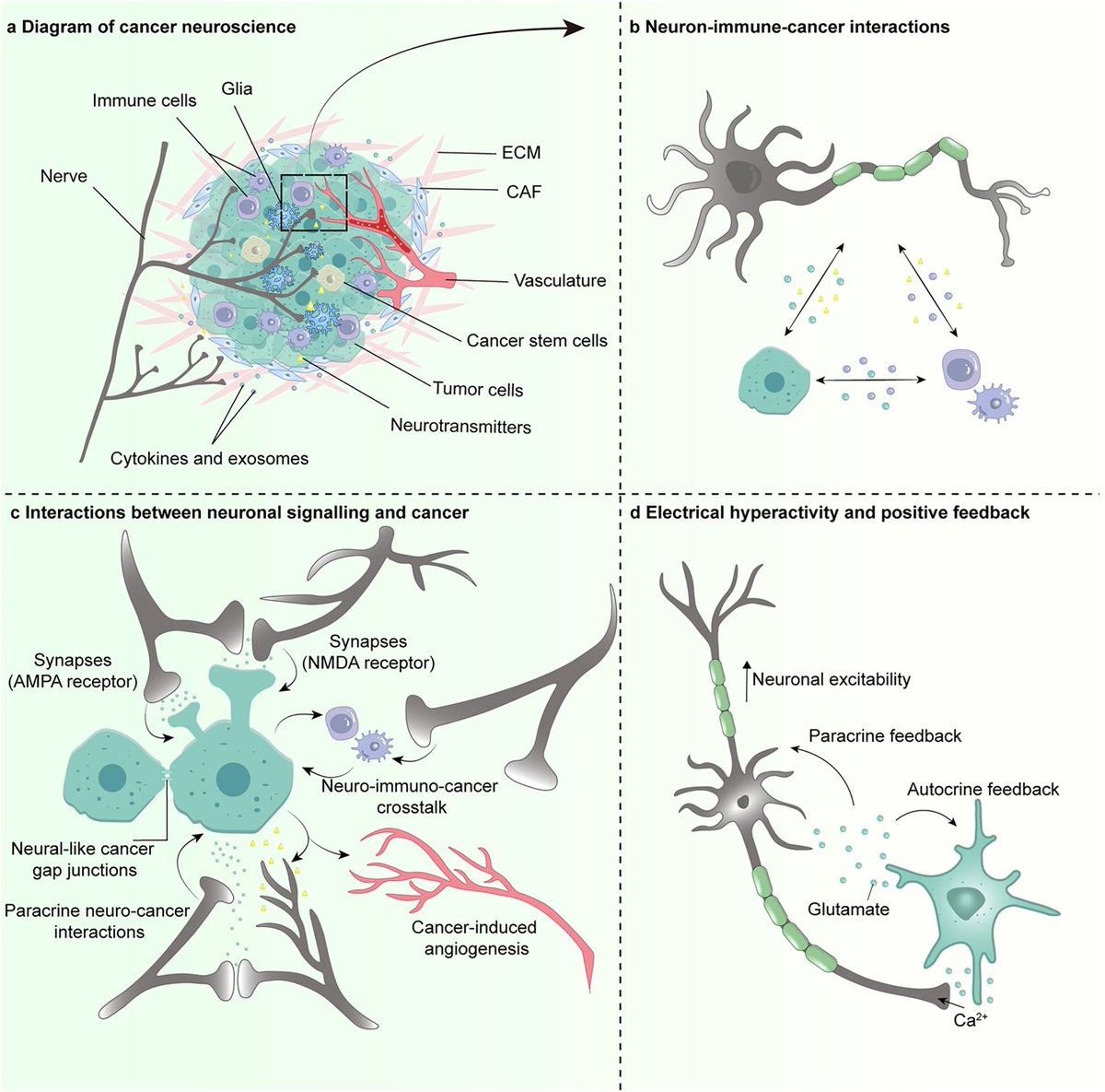 Neural Cell News tweet media