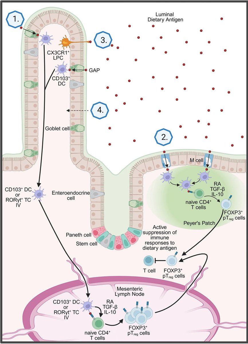 Intestinal Cell News tweet media