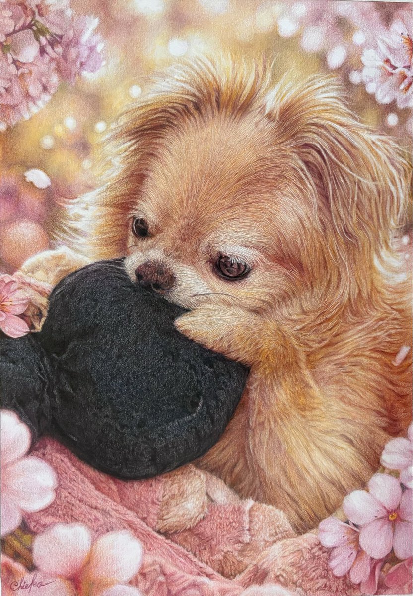 chie_t19690428's tweet image. ミニーちゃんの耳をハムハムするのが好きだったダイちゃん🐾オーダー頂き描かせて頂きました✍️
#色鉛筆画
#coloredpencildrawing
#チワワ