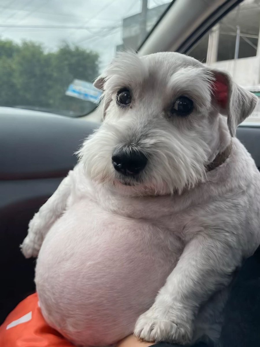 preciso perder 7 kg em 2 dias