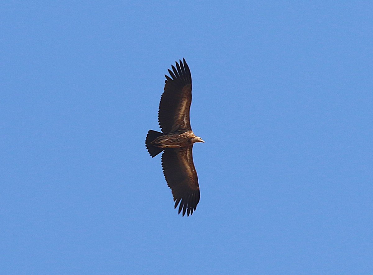 sean clancy tweet media