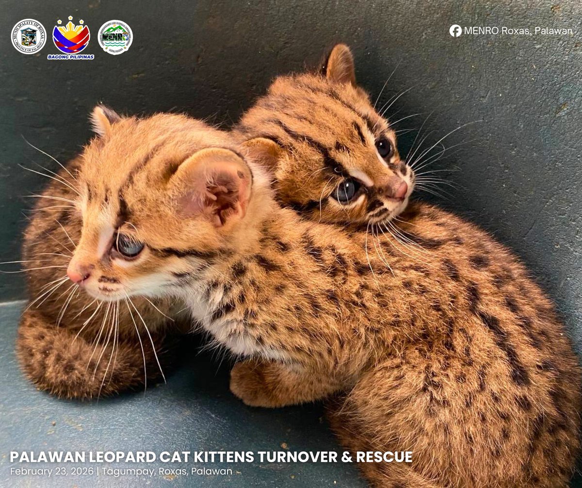 gmanews's tweet photo. DALAWANG TAMARAL SA PALAWAN, NA-RESCUE

Dalawang Palawan leopard cat o mas kilala sa tawag na “tamaral” o “maral” sa Barangay Tagumpay, Roxas, Palawan ang tinurnover noong Lunes, Feb. 23, sa Palawan Council for Sustainable Development at Municipal Environment and Natural Resources Office (MENRO).

Ayon sa MENRO Roxas, Palawan unang namataan ang dalawang tamaral noong Feb. 21 matapos tumahol ang alagang aso ng isang residente. Nang tingnan ang pinagmulan ng pagtahol, nakita ang dalawang kuting sa gilid ng lugar.

“Pagdating ay agad sinuri ng mga rescuer ang mga kuting at napag-alamang nasa mabuting kalagayan ang mga ito. Tinurnover ang mga ito sa PSCD DMD North Roxas para sa mas maayos na pangangalaga at monitoring,” saad ng ahensiya. 

Ayon sa MENRO Roxas, kabilang sa endangered species ang Palawan leopard cat at protektado ito sa ilalim ng Republic Act 9147 o ang “Wildlife Resources Conservation and Protection Act of 2001.”

COURTESY: MENRO Roxas, Palawan