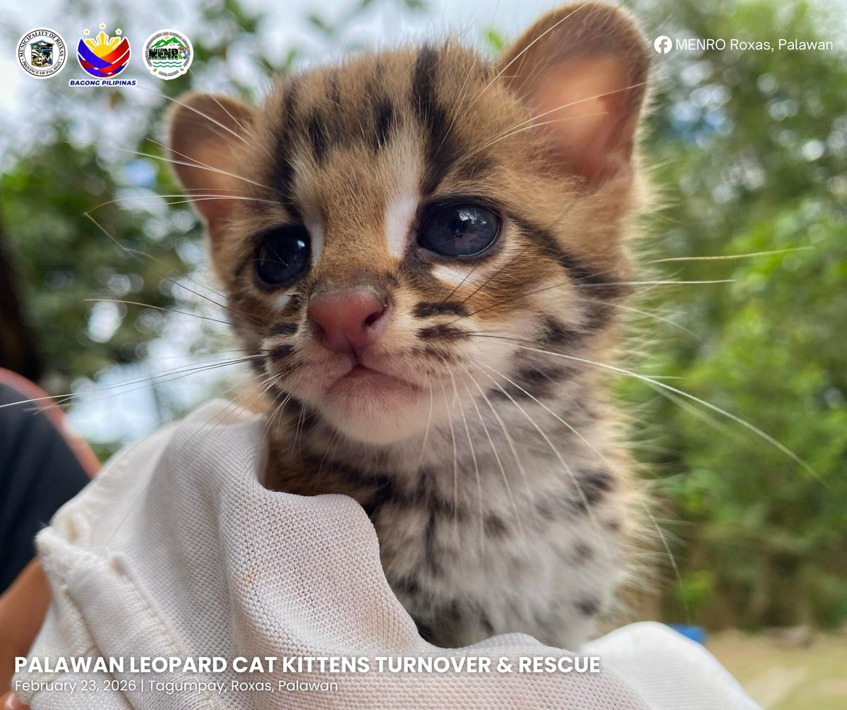 gmanews's tweet photo. DALAWANG TAMARAL SA PALAWAN, NA-RESCUE

Dalawang Palawan leopard cat o mas kilala sa tawag na “tamaral” o “maral” sa Barangay Tagumpay, Roxas, Palawan ang tinurnover noong Lunes, Feb. 23, sa Palawan Council for Sustainable Development at Municipal Environment and Natural Resources Office (MENRO).

Ayon sa MENRO Roxas, Palawan unang namataan ang dalawang tamaral noong Feb. 21 matapos tumahol ang alagang aso ng isang residente. Nang tingnan ang pinagmulan ng pagtahol, nakita ang dalawang kuting sa gilid ng lugar.

“Pagdating ay agad sinuri ng mga rescuer ang mga kuting at napag-alamang nasa mabuting kalagayan ang mga ito. Tinurnover ang mga ito sa PSCD DMD North Roxas para sa mas maayos na pangangalaga at monitoring,” saad ng ahensiya. 

Ayon sa MENRO Roxas, kabilang sa endangered species ang Palawan leopard cat at protektado ito sa ilalim ng Republic Act 9147 o ang “Wildlife Resources Conservation and Protection Act of 2001.”

COURTESY: MENRO Roxas, Palawan