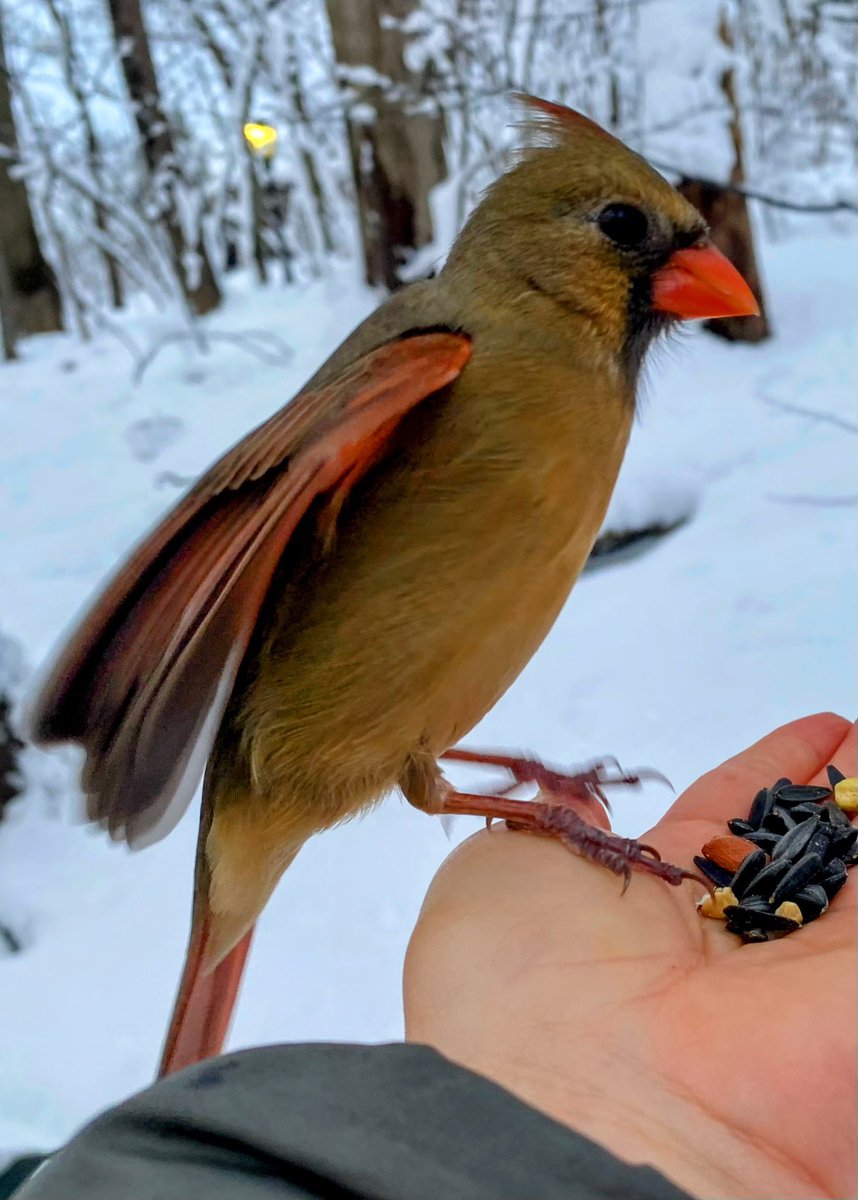 Female cardinal Monday in <a href="/CentralParkNYC/">Central Park</a> #BirdTwitter #BirdsSeenIn2026 #birdcpp