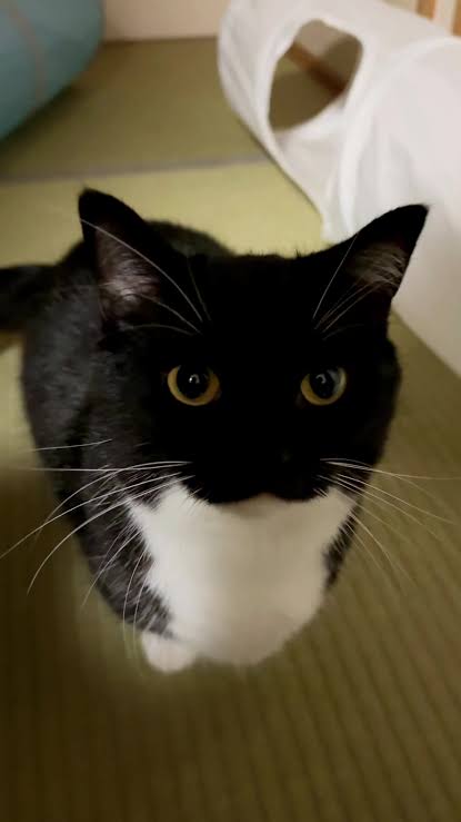 Tom "RecD" Hart Jr. tweet media