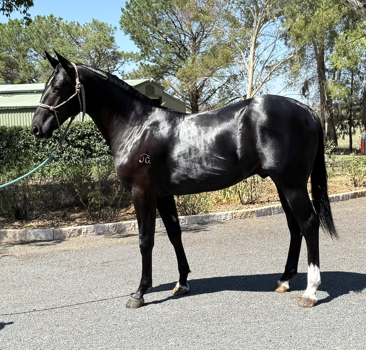 Success Stud tweet media