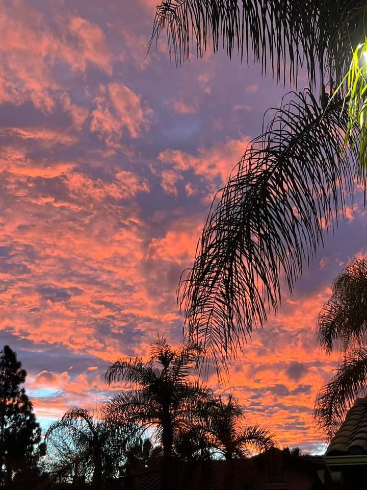 Crypyogaprinces's tweet photo. Sunset game strong, palm trees unbothered 🌅✨ Living for these desert skies. When the sky decides to go full drama queen at golden hour 🌅🌴 https://t.co/CGHcN5ymLb