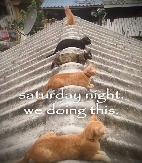 brainrot dimension tweet media