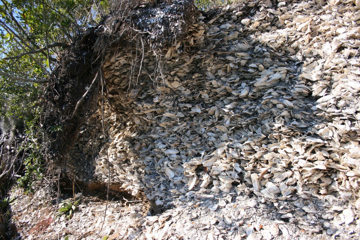The interior of a 5000-year-old shell mound in South Carolina.